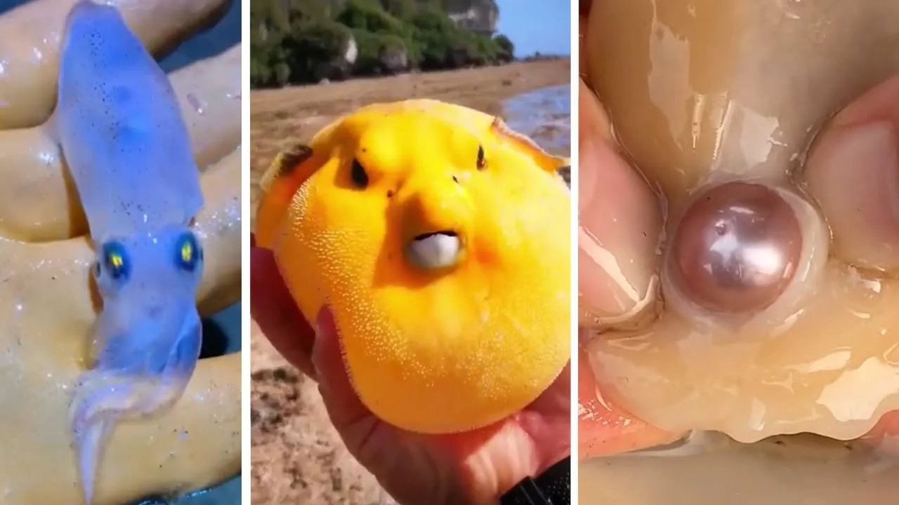Skilled Asian Fishermen Catching Sea Creatures and Seafood #1 | Foraging squid, puffer fish, pearls