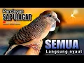 Download Lagu PERKUTUT LOKAL GACOR suara besar - PANCINGAN BUNYI UNTUK SEMUA JENIS BURUNG PERKUTUT (💯%AMPUH)