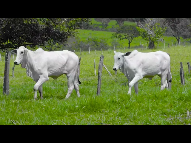 2 Novilhas Nelore P.O.