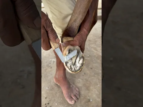 Our First Experience Cleaning Horse Hooves