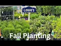 2023 Fall Shrub Shipment At Lowes