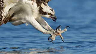 Sony A7R VI + 100-400mm GM 4.5: Why This is My Fav Lightweight Bird Photography Setup