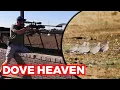 Lagu Dove Heaven | Late Afternoon Air Rifle Pesting