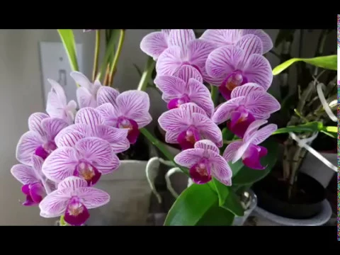 QUE NECESITO PARA TENER ORQUIDEAS EN MI CASA? I