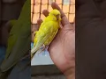 Download Lagu Sedih, induk burung parkit malah mati #aviarysederhana #burung #burungabaychanel #parkit #pets