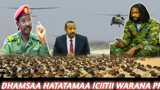 Dhamsaa Hatatamaa Iciitti Keessoo Waranaa Motummati Babe Hoganii ABO WBO 