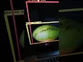 Fruit Classification ML