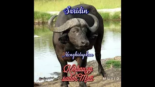 Download Saridin Menghidupkan Kerbau Mati MP3