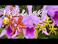 Download Lagu Mijn orchideeën zijn helemaal in BEEST-MODUS! 💪 🥳 Verbluffende eerste bloemen \u0026 ruiken ze lekker?...