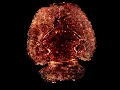 Download Lagu Remarkable Confirmation: Your Brain Emits Biophotons, Ultra-Weak Light. By Nicolas Rouleau, PhD.