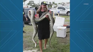 Man wins 10 000 for removing 20 Burmese Pythons in Florida Python Challenge