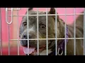 Tony La Russa ARF gives shelter to Kerr Fire adoptable pets