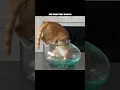 Download Lagu or worse yet, an ELECTRIC EEL 🙀 🎥: pjordan922 (TT), #shorts