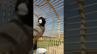 تغريد بلبل يفتح اكبر بلبل وحشي 