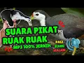Download Lagu SUARA PIKAT BURUNG RUAK-RUAK ASLI SUARA JERNIH #9