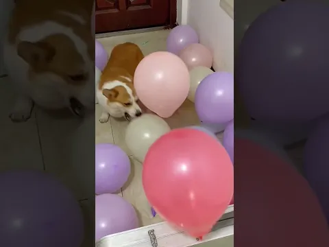 Cute Corgi in a Sea of Balloons! 🐶🎈 #shorts #corgi #pets