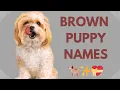 30 BROWN DOG NAMES You Will Love I TOP POPULAR I CUTE I MALE