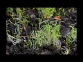 Squirming Corn Poppy Sprouts 2