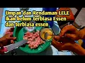 Rendaman dan Umpan lele belum terbiasa Essen dan sudah terbiasa essen