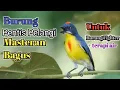 Download Lagu MUANTABSS..!! Burung Pentis Pelangi Masteran Bagus Untuk Burung Figther#Masteranpentispelangi