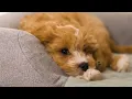 Omlet Topology - Luxury Dog Bed With Customisable Toppers and Feet