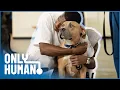 Prison Dogs Programme Allowing Inmates To Train and Care for Puppies Only Human