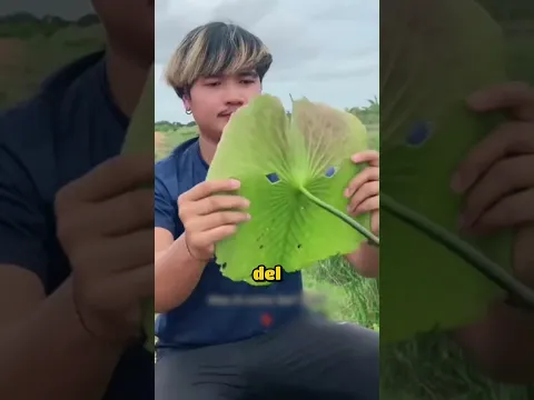 Esta hoja puede salvarle la vida durante una ola de calor extremo!