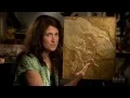 The Origin of Birds HHMI BioInteractive