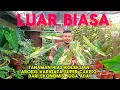 Lagu TANAMAN HIAS KOLEKSIAN AROIDS VARIGATA SUPER CAKEP2 DARI EKONOMIS JUGA ADA