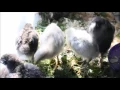 Download Lagu Suara anak ayam untuk membantu anak ayam menetas! Orpington hitam \u0026 lavender