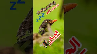 طائر الشحرور الجميل الطيور طائر الرفراف Birds طائر الحسون Birdsounds 