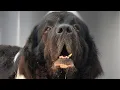 Download Lagu This Stray Newfoundland Dog Yelled At Me His Entire Grooming Appointment!