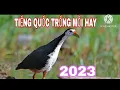 Download Lagu TIẾNG QUỐC TRỐNG MỒI HAY. #Kimmaosuvuong #tiengchimquoc