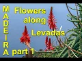 Download Lagu Kukkia levadoilla, osa 1 / Levada and flowers along way with music by Tchaikovsky, part 1. 027.