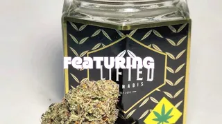 Strain Tasters Cannabis Reviews - Krazy Runtz