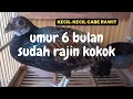 Kokok Ayam Hutan Hijau Umur Enam Bulan Kecil Kecil Cabe Rawit