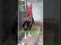 Download Lagu Perbandingan kokok ayam jago kampung vs kokok ayam jago bangkok #ayamkampungasli #ayambangkok