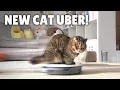 My Robot Vacuum Transformed into a Cat Uber Kittisaurus