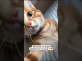 Lagu mucuk😽 #keşfet #cat #sarman #funny #cute #reels #shorts #ytshorts #beniöneçıkart #keşfetedüş #cats