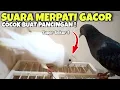 Download Lagu SUARA BURUNG MERPATI GACOR COCOK BUAT PANCINGAN BETINA