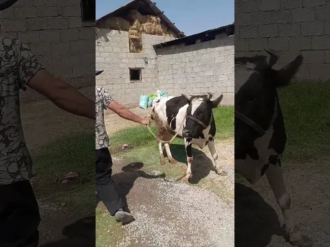 гови фуруши