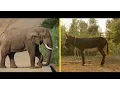 Elephant or Donkey How Animals Became U S Political Symbols National Geographic
