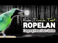 Download Lagu CUCAK IJO GACOR BONGKAR ISIAN, PANCINGAN DAN MASTERAN CUCAK IJO SEMAKIN BUNYI GACOR