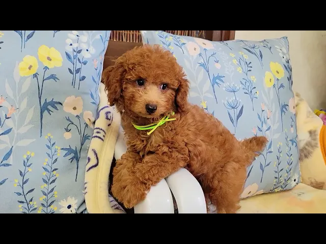 動画