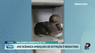 Ave oceânica é resgatada em Balneário Arroio do Silva