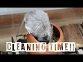 Download Lagu Kesyhiiren terran siivous / Cleaning my mouse's tank