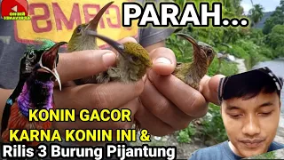 Download KONIN GACOR DAN MERILIS 3 EKOR BURUNG PIJANTUNG. KASIHAN SANGKAR KONIN JATUH DARI GANTUNGAN. MP3