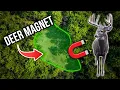 Small Food Plot Plant THIS and Watch the Deer Pile In