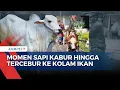 Download Lagu [FULL] Kejadian Unik Hewan Kurban di Iduladha 2025: Sapi Kabur-Tercebur Kolam Ikan