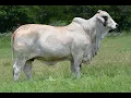 MORENO MS LADY IRRISISTABLE 920
